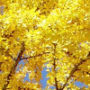 Ginkgo