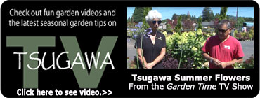 Tsugawa TV