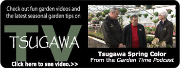 Tsugawa TV